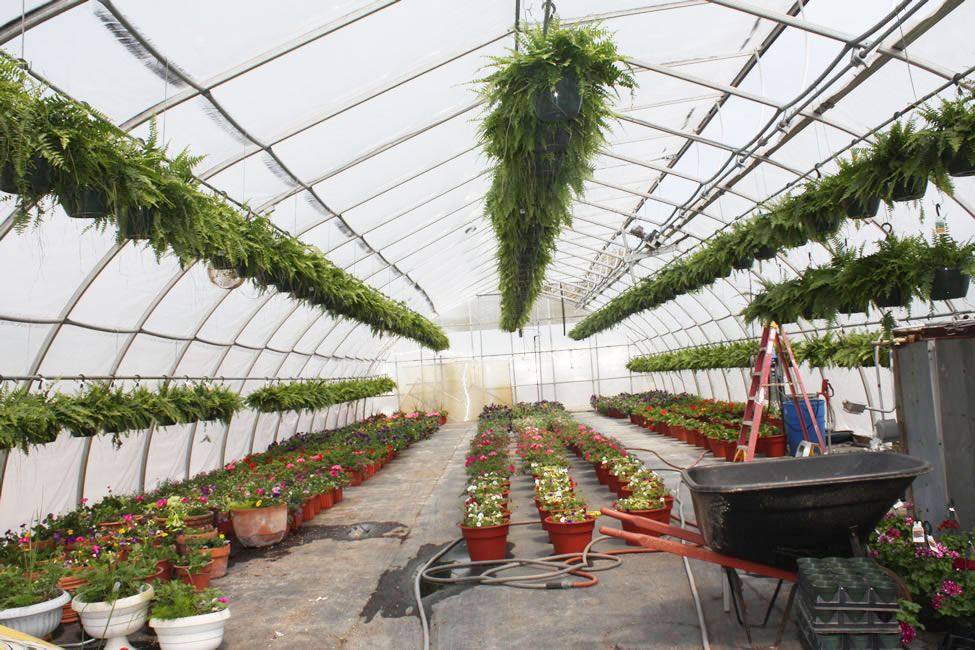 McDonald's Greenhouse & Corn Maze photo 10